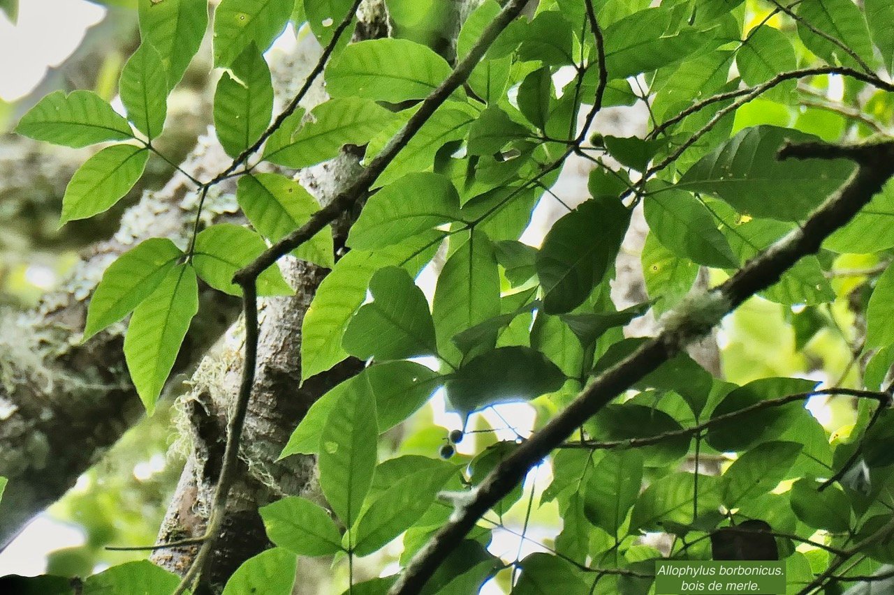 Allophylus borbonicus.bois de merle.sapindaceae.endémique Réunion Maurice Rodrigues..jpeg