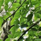 Allophylus borbonicus.bois de merle.sapindaceae.endémique Réunion Maurice Rodrigues..jpeg