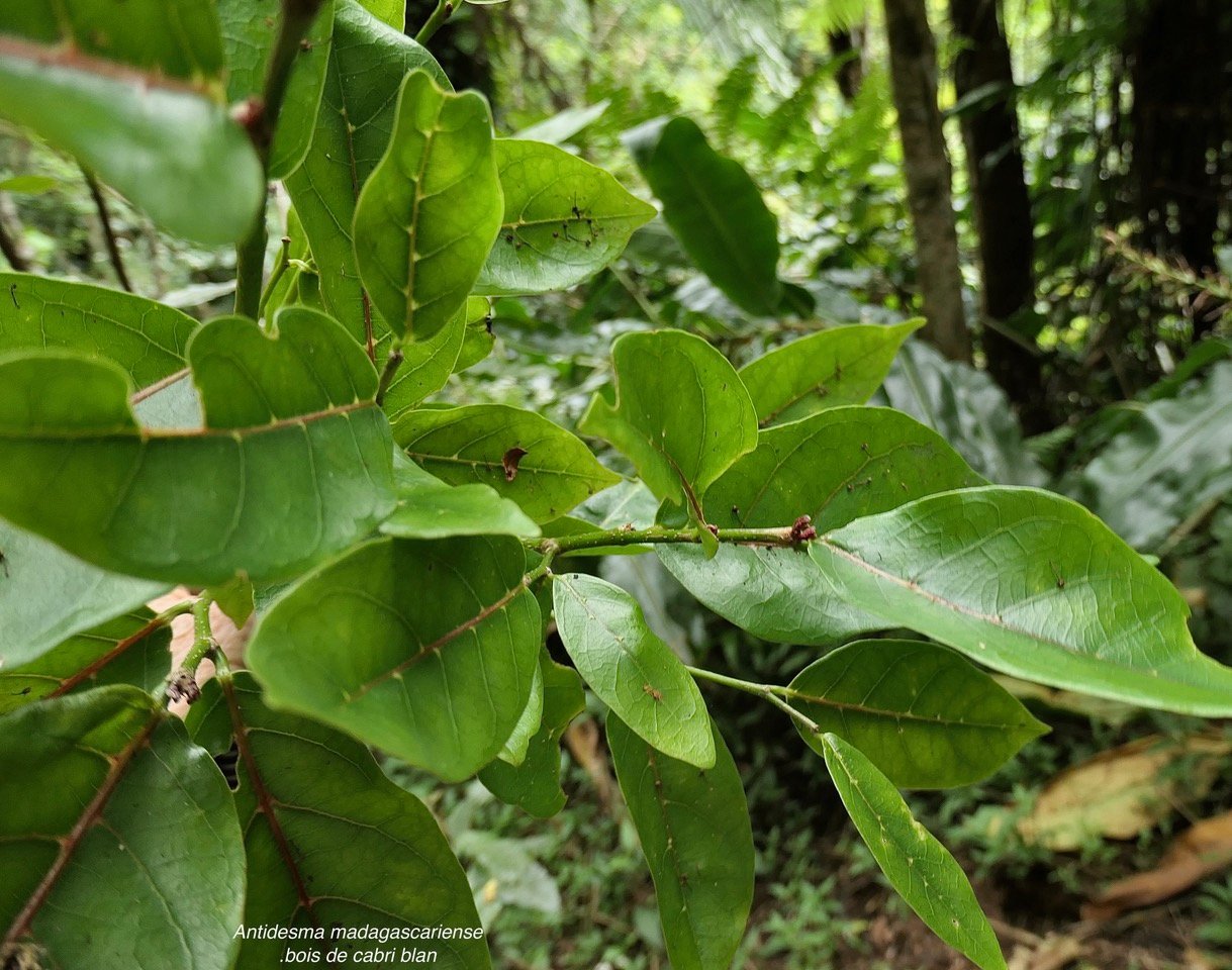 Antidesma madagascariense.bois de cabri blanc..phyllanthaceae.indigène Réunion. (1).jpeg