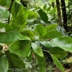 Antidesma madagascariense.bois de cabri blanc..phyllanthaceae.indigène Réunion. (1).jpeg