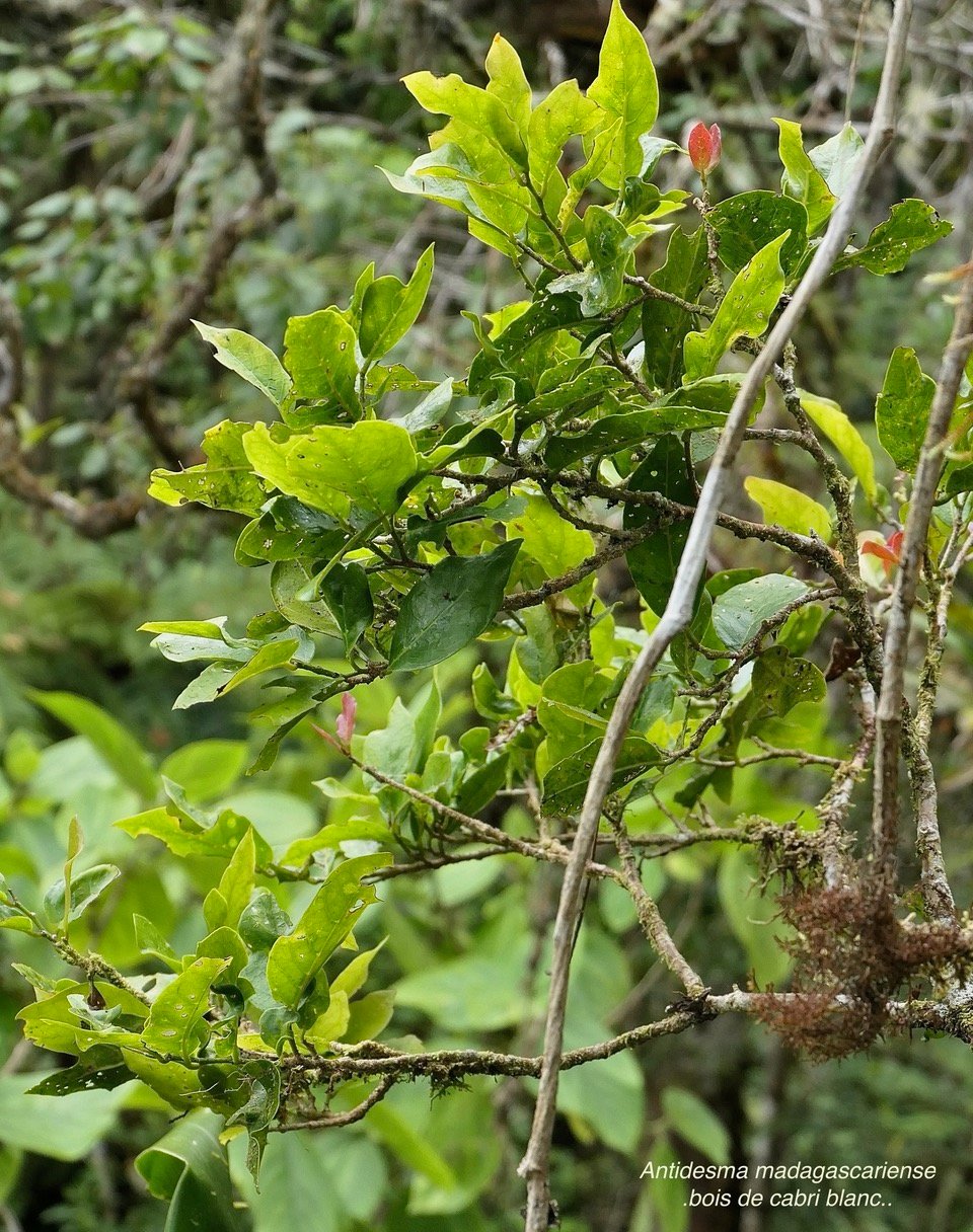 Antidesma madagascariense.bois de cabri blanc..phyllanthaceae.indigène Réunion..jpeg
