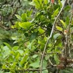 Antidesma madagascariense.bois de cabri blanc..phyllanthaceae.indigène Réunion..jpeg
