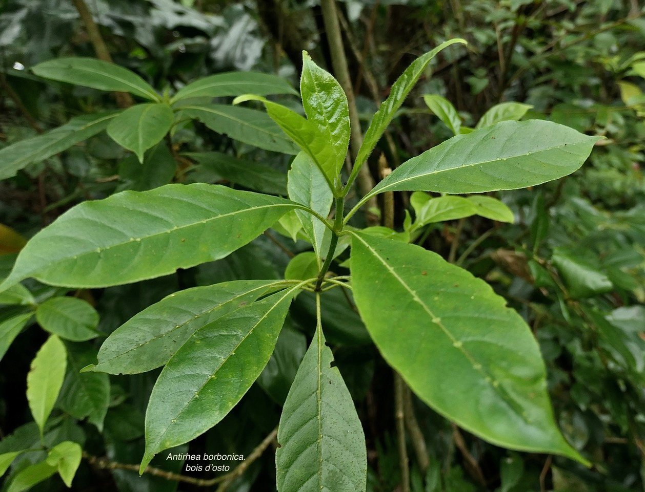 Antirhea borbonica. bois d&rsquo;osto .rubiaceae.endémique Réunion Maurice Madagascar.jpeg