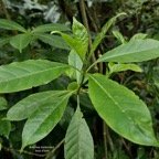 Antirhea borbonica. bois d&rsquo;osto .rubiaceae.endémique Réunion Maurice Madagascar.jpeg