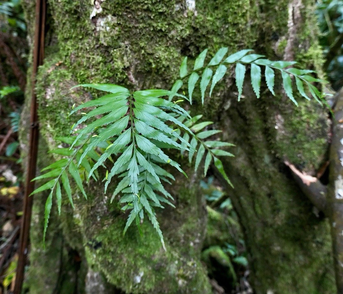 Asplenium daucifolium .aspleniaceae..jpeg