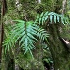 Asplenium daucifolium .aspleniaceae..jpeg