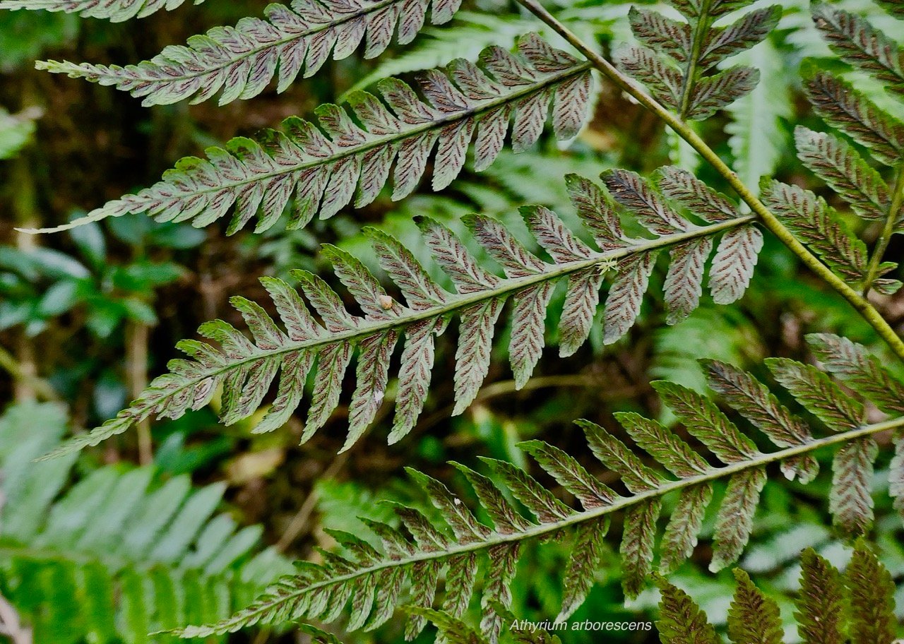 Athyrium arborescens.( Diplazium arborescens)  - portion de penne fertile.athyriaceae.endémique Madagascar Comores Mascareignes..jpeg