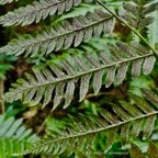 Athyrium arborescens.( Diplazium arborescens)  - portion de penne fertile.athyriaceae.endémique Madagascar Comores Mascareignes..jpeg