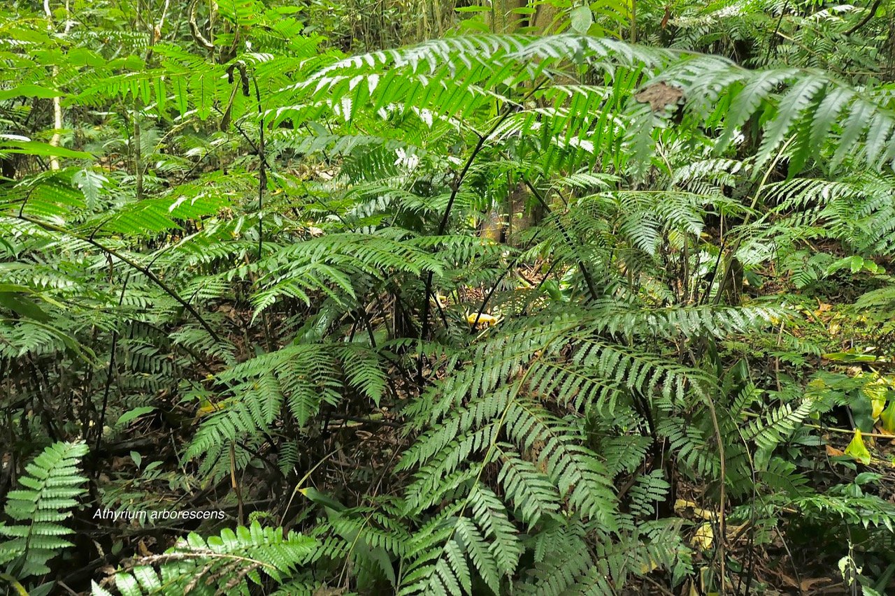 Athyrium arborescens.( Diplazium arborescens).athyriaceae.endémique Madagascar Comores Mascareignes..jpeg