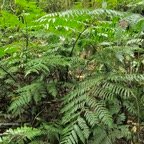 Athyrium arborescens.( Diplazium arborescens).athyriaceae.endémique Madagascar Comores Mascareignes..jpeg