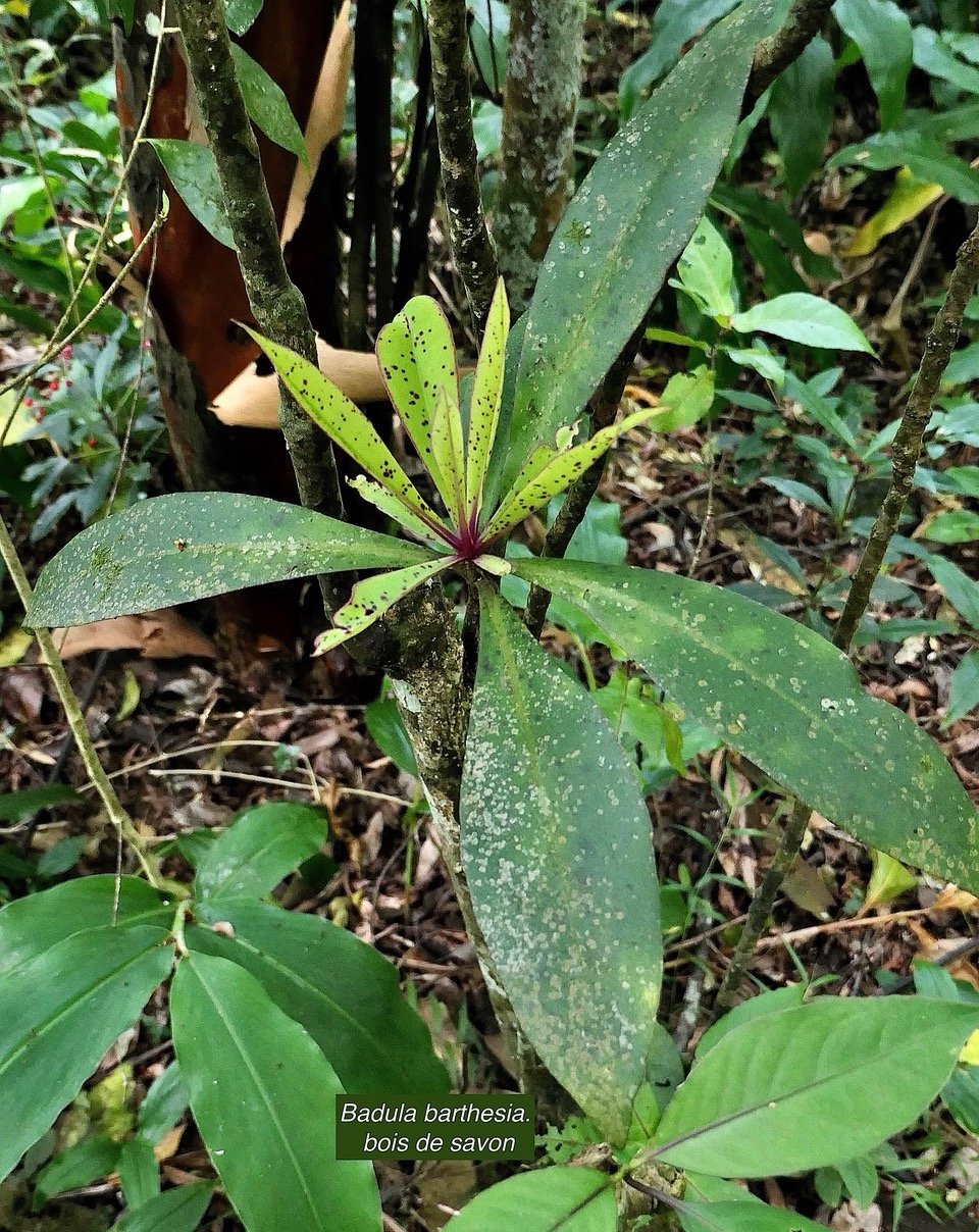 Badula barthesia. bois de savon.bois de pintade.primulaceae.endémique Réunion..jpeg