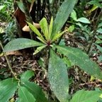 Badula barthesia. bois de savon.bois de pintade.primulaceae.endémique Réunion..jpeg