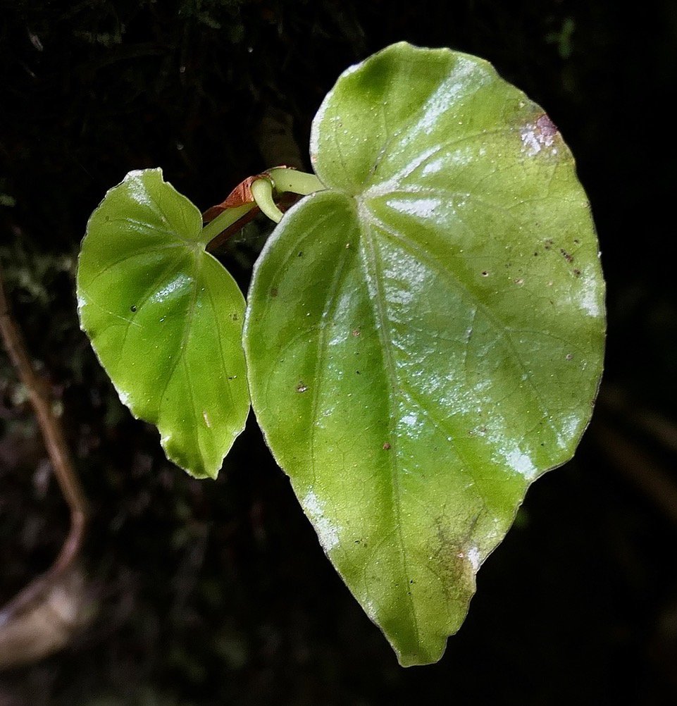 Begonia salaziensis.oseille marronne.begoniaceae.endémique Réunion Maurice. ? (1).jpeg