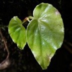 Begonia salaziensis.oseille marronne.begoniaceae.endémique Réunion Maurice. ? (1).jpeg