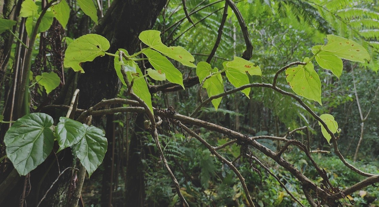 Begonia salaziensis.oseille marronne.begoniaceae.endémique Réunion Maurice. ?.jpeg