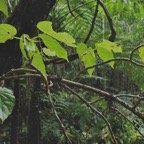 Begonia salaziensis.oseille marronne.begoniaceae.endémique Réunion Maurice. ?.jpeg