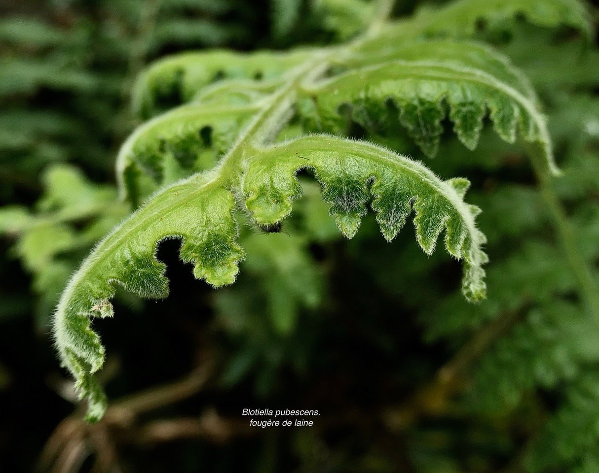 Blotiella pubescens.fougère de laine .dennstaedtiaceae.endémique  Madagascar  Seychelles Mascareignes. (1).jpeg