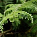Blotiella pubescens.fougère de laine .dennstaedtiaceae.endémique  Madagascar  Seychelles Mascareignes. (1).jpeg