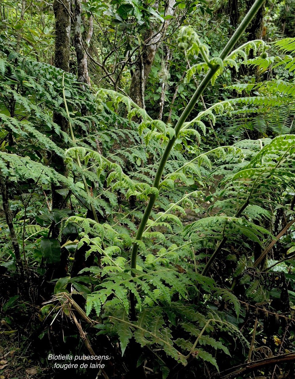 Blotiella pubescens.fougère de laine .dennstaedtiaceae.endémique  Madagascar  Seychelles Mascareignes..jpeg