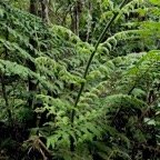 Blotiella pubescens.fougère de laine .dennstaedtiaceae.endémique  Madagascar  Seychelles Mascareignes..jpeg