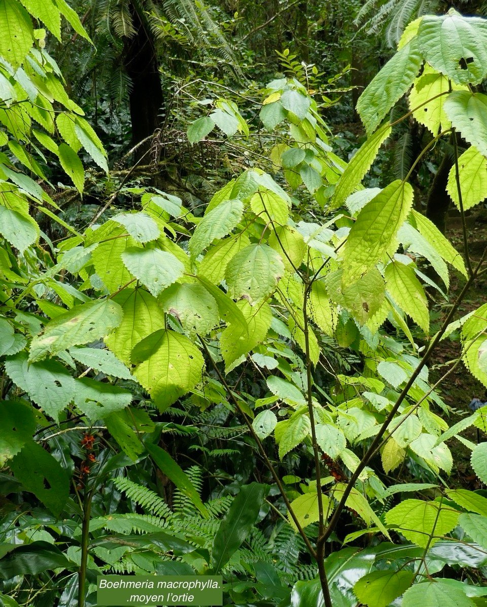 Boehmeria macrophylla..moyen l&rsquo;ortie.bois de source noir.urticaceae..jpeg