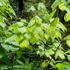 Boehmeria macrophylla..moyen l&rsquo;ortie.bois de source noir.urticaceae..jpeg