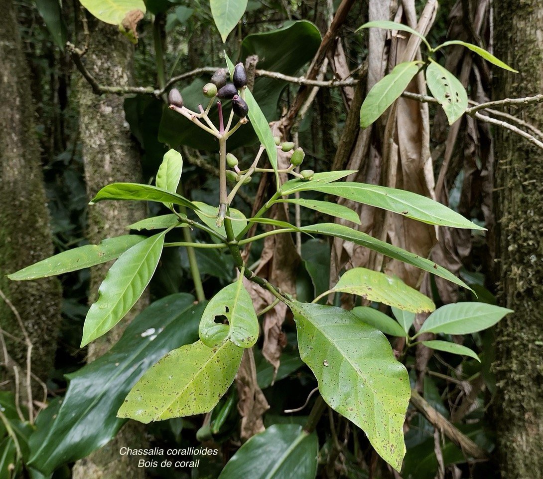 Chassalia corallioides Bois de corail  bois de lousteau rubiaceae.endémique Réunion..jpeg