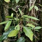 Chassalia corallioides Bois de corail  bois de lousteau rubiaceae.endémique Réunion..jpeg
