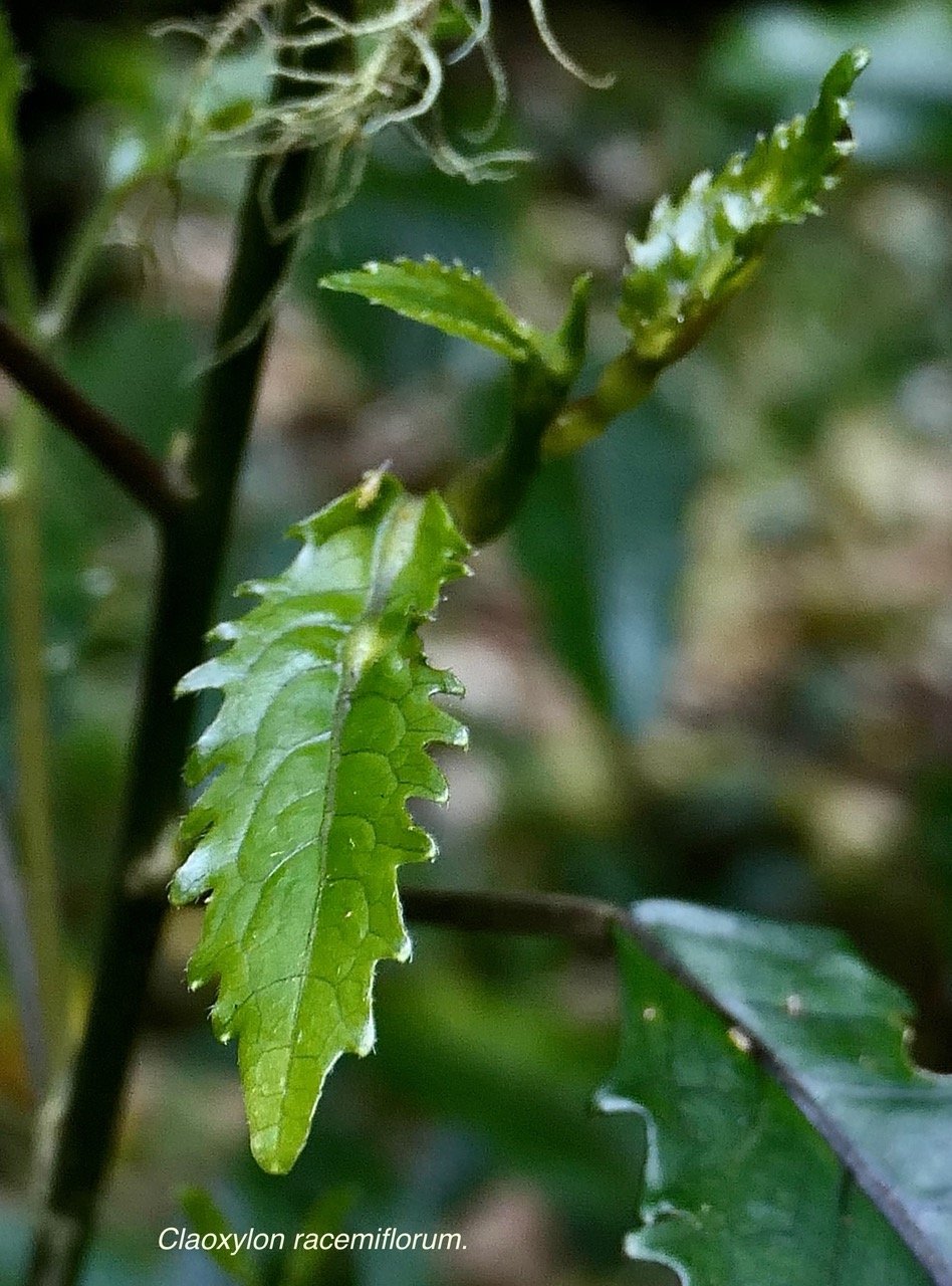 Claoxylon racemiflorum.grand bois cassant.( jeunes feuilles ) euphorbiaceae.endémique Réunion..jpeg