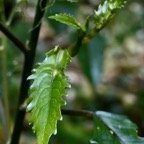 Claoxylon racemiflorum.grand bois cassant.( jeunes feuilles ) euphorbiaceae.endémique Réunion..jpeg