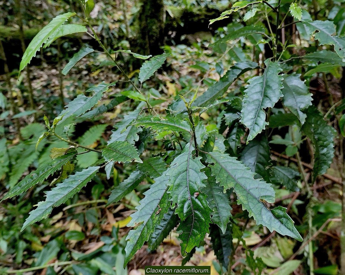 Claoxylon racemiflorum.grand bois cassant.euphorbiaceae.endémique Réunion..jpeg
