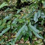 Claoxylon racemiflorum.grand bois cassant.euphorbiaceae.endémique Réunion..jpeg