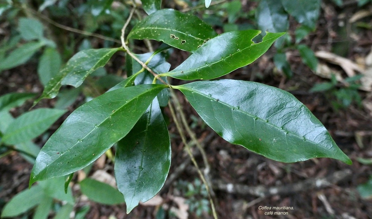 Coffea mauritiana.café marron.( domaties en relief en face supérieure des feuilles ) rubiaceae.endémique Réunion Maurice..jpeg