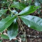 Coffea mauritiana.café marron.( domaties en relief en face supérieure des feuilles ) rubiaceae.endémique Réunion Maurice..jpeg