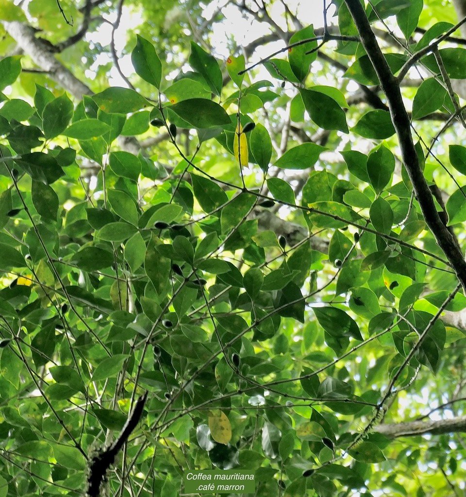 Coffea mauritiana.café marron.rubiaceae.endémique Réunion Maurice..jpeg