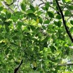 Coffea mauritiana.café marron.rubiaceae.endémique Réunion Maurice..jpeg