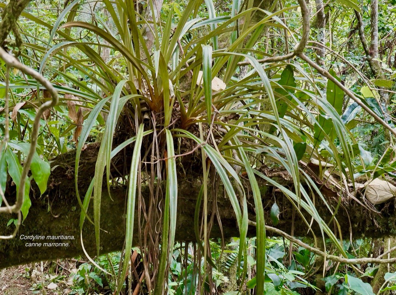 Cordyline mauritiana.canne marronne.asparagaceae.endémique Réunion Maurice..jpeg