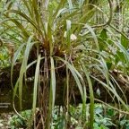 Cordyline mauritiana.canne marronne.asparagaceae.endémique Réunion Maurice..jpeg