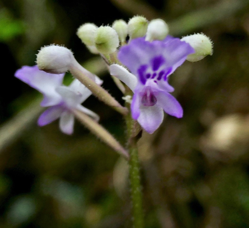 Cynorkis discolor (Frapp.) Schltr ? ( inflorescence détail ) orchidaceae.endémique Réunion..jpeg