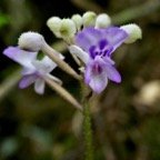 Cynorkis discolor (Frapp.) Schltr ? ( inflorescence détail ) orchidaceae.endémique Réunion..jpeg