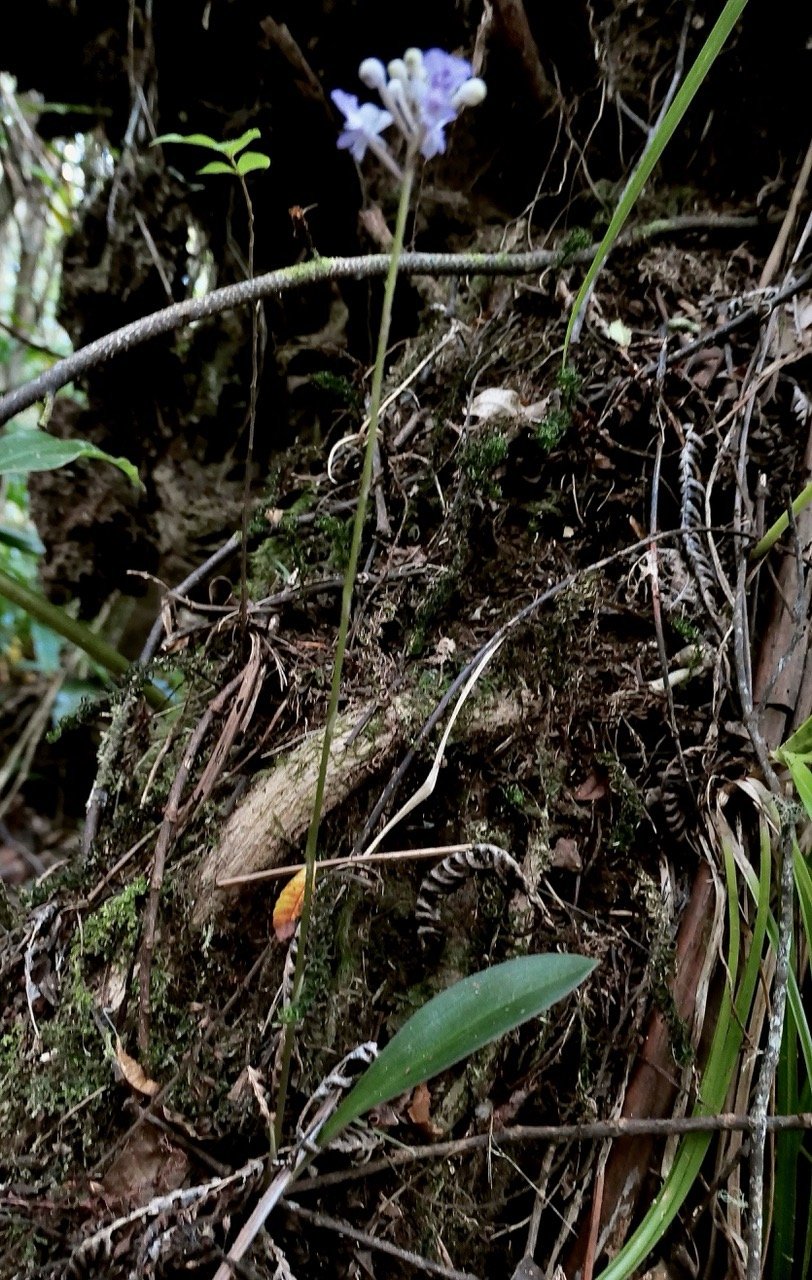 Cynorkis discolor (Frapp.) Schltr ? .orchidaceae.endémique Réunion..jpeg