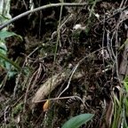 Cynorkis discolor (Frapp.) Schltr ? .orchidaceae.endémique Réunion..jpeg