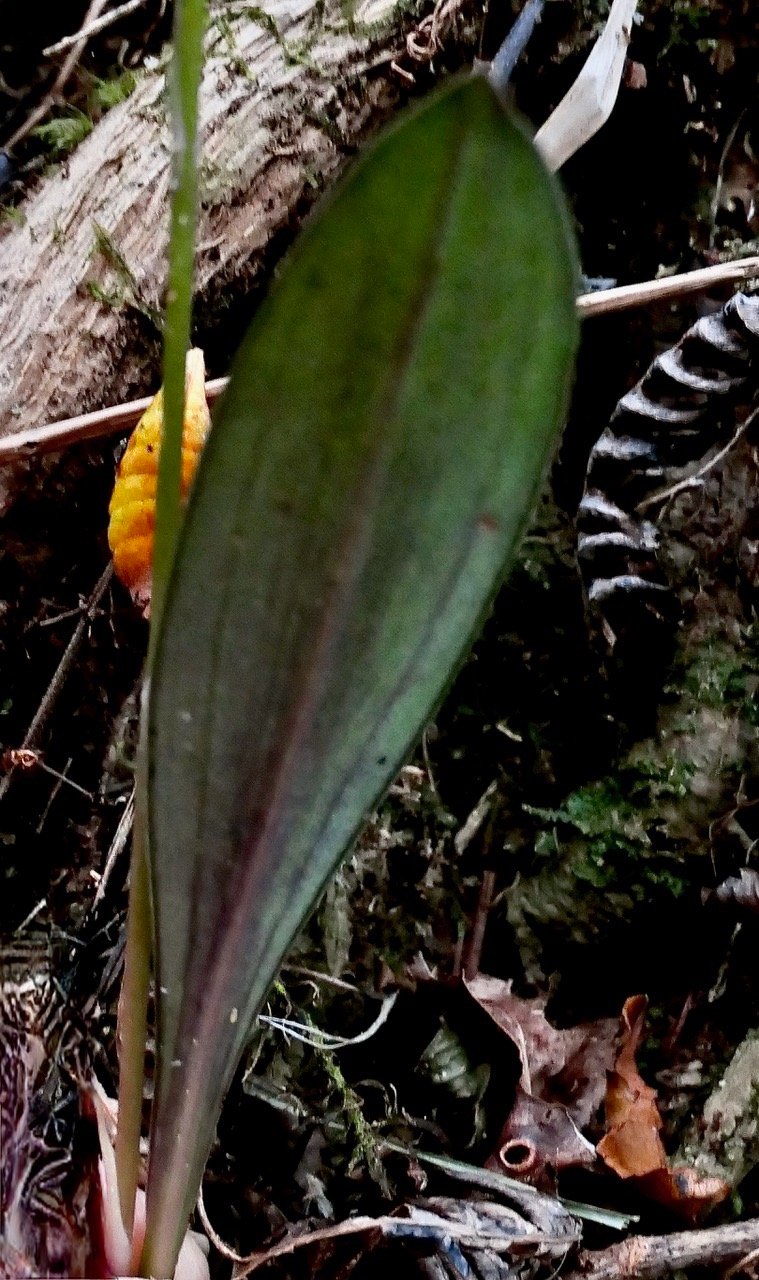 Cynorkis discolor (Frapp.) Schltr.? (face inférieure de la feuille ) orchidaceae.endémique Réunion..jpeg