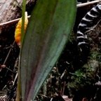 Cynorkis discolor (Frapp.) Schltr.? (face inférieure de la feuille ) orchidaceae.endémique Réunion..jpeg