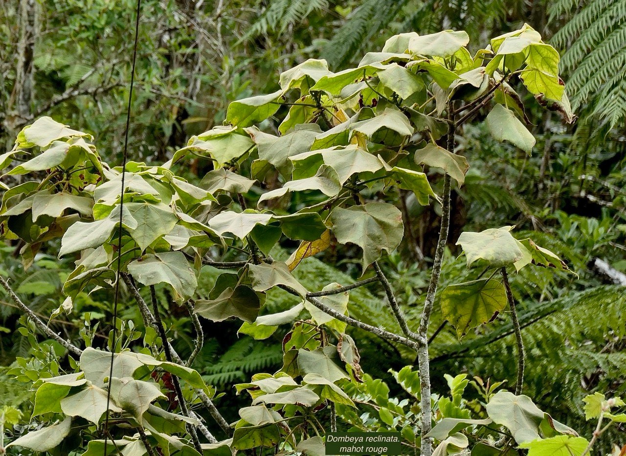Dombeya reclinata.mahot rouge.malvaceae.endémique Réunion..jpeg