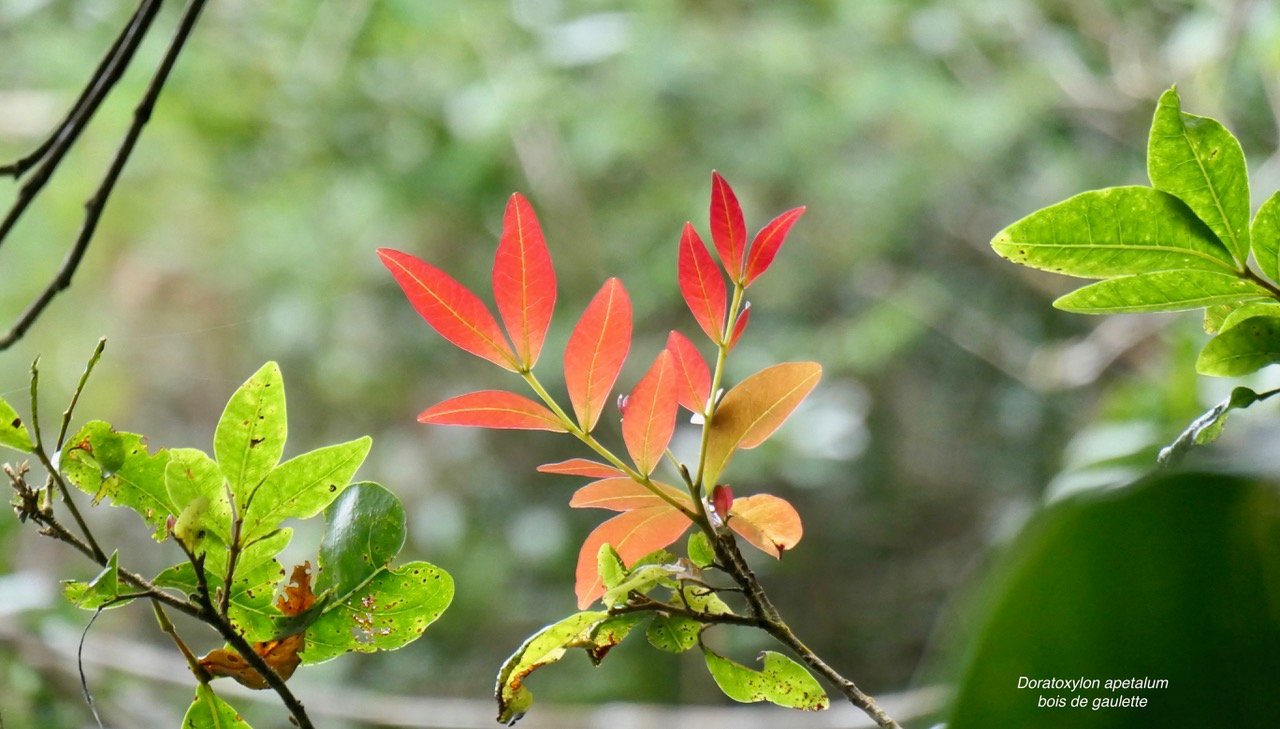 Doratoxylon apetalum .Bois de gaulette sapindaceae.indigène Réunion..jpeg