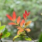 Doratoxylon apetalum .Bois de gaulette sapindaceae.indigène Réunion..jpeg
