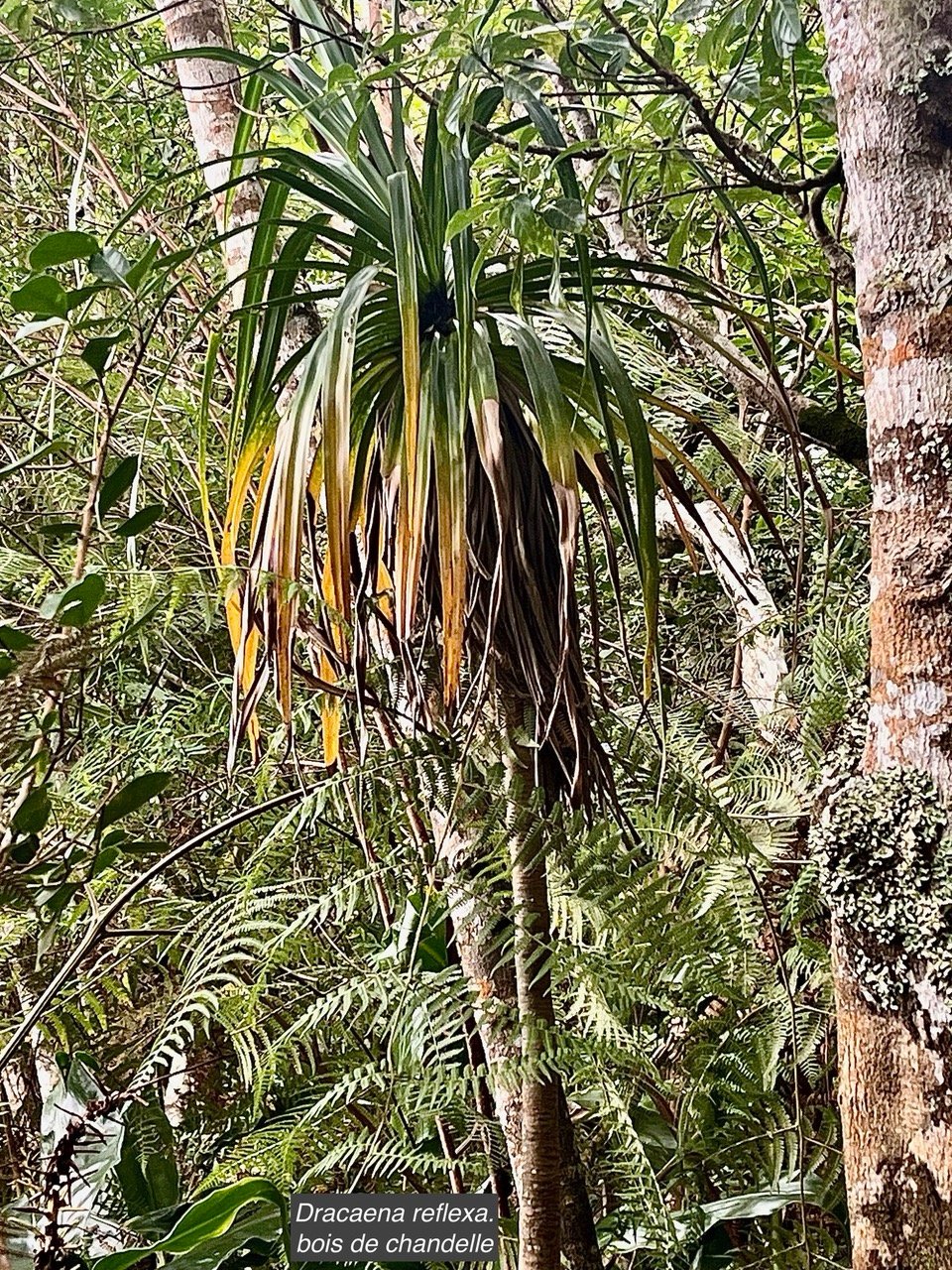 Dracaena reflexa.bois de chandelle.asparagaceae.endémique IMG_9202.jpeg