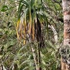 Dracaena reflexa.bois de chandelle.asparagaceae.endémique IMG_9202.jpeg