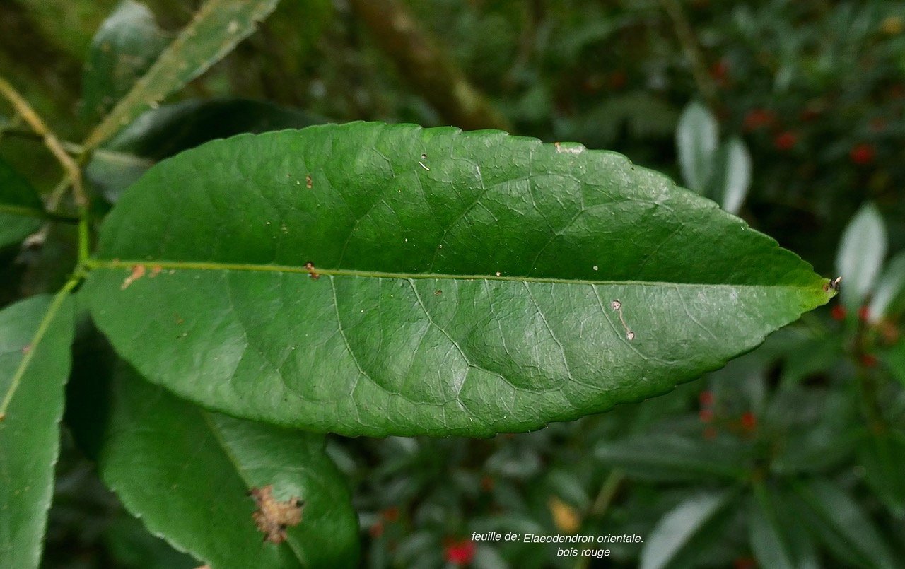 Elaeodendron orientale. ( Cassine orientalis ) bois rouge( feuille adulte ).celastraceae.endémique Réunion Maurice Rodrigues..jpeg
